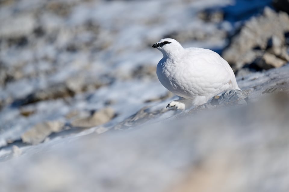 rock ptarmigan