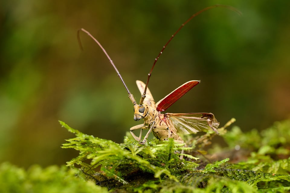 Beetle_Sumaco_Ecuador__DSC5370-DxO_DeepPRIME 3