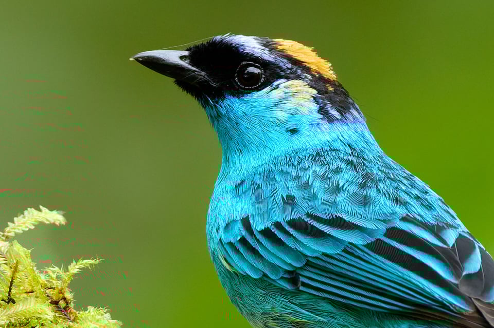 Canon RF 200-800mm f6.3-9 IS USM_Sample Images_Ecuador_100% Crop_1H9A1140-DxO_DeepPRIME 3