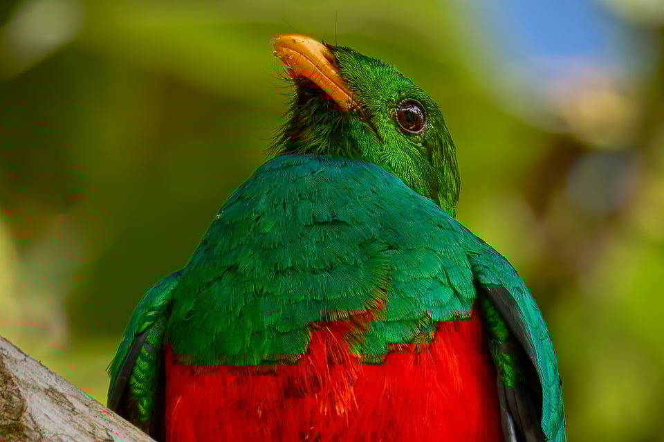 Canon RF 200-800mm f6.3-9 IS USM_Sample Images_Ecuador_100% crop_1H9A0657-DxO_DeepPRIME 3