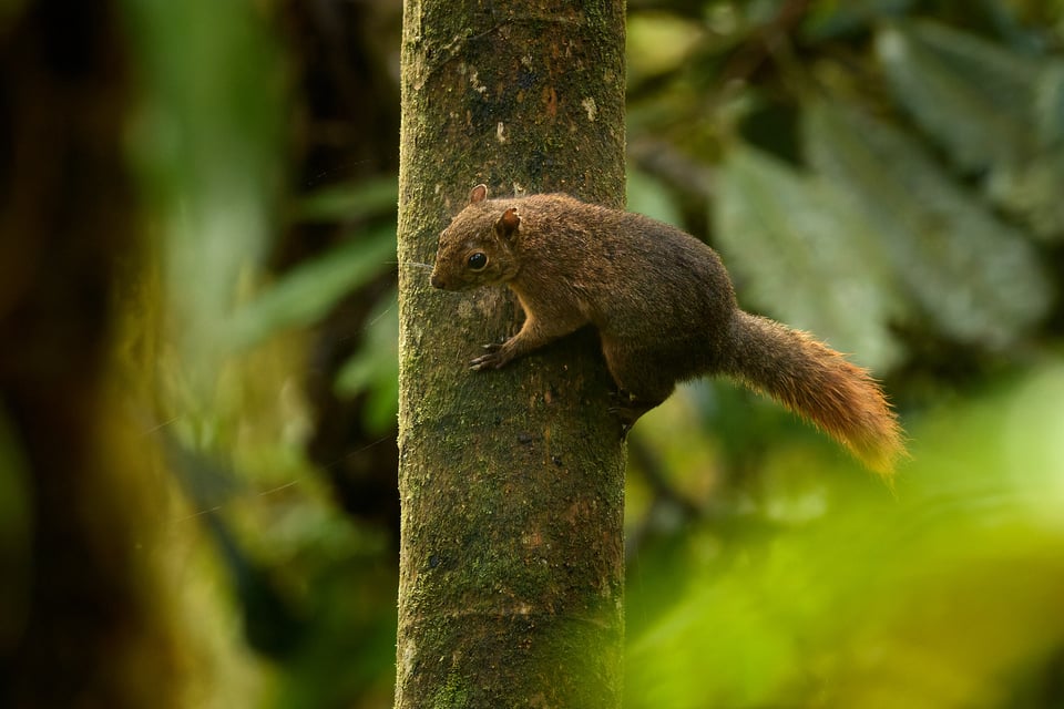 Canon RF 200-800mm f6.3-9 IS USM_Sample Images_Ecuador_1H9A0542-DxO_DeepPRIME 3