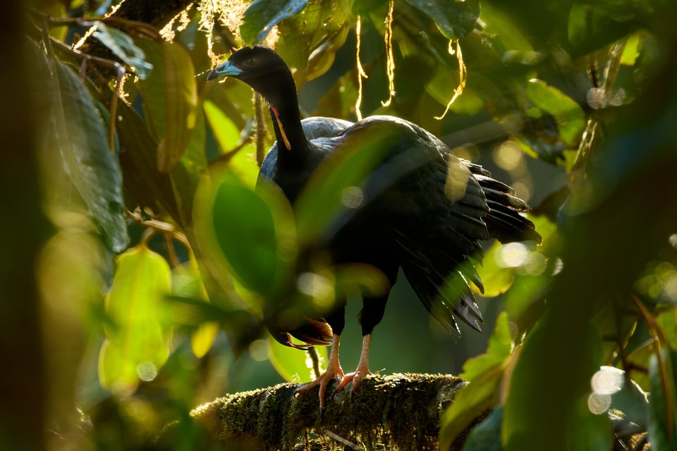 Canon RF 200-800mm f6.3-9 IS USM_Sample Images_Ecuador_1H9A0557-DxO_DeepPRIME 3