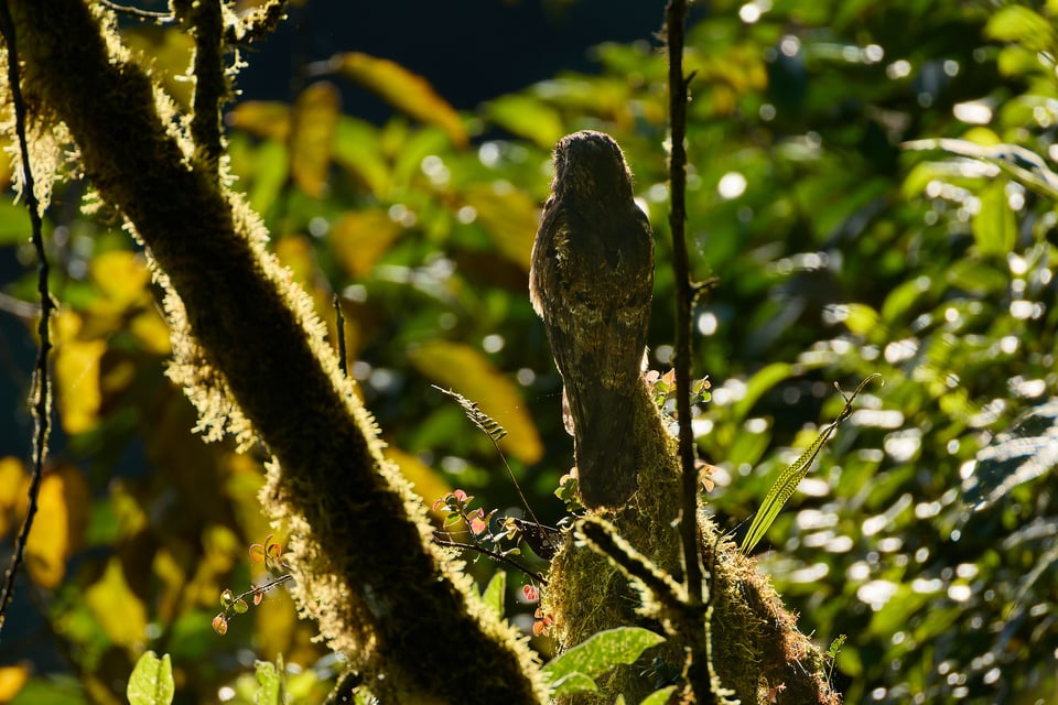 Canon RF 200-800mm f6.3-9 IS USM_Sample Images_Ecuador_1H9A0575-DxO_DeepPRIME 3