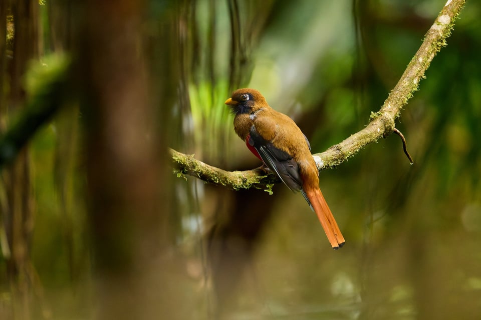 Canon RF 200-800mm f6.3-9 IS USM_Sample Images_Ecuador_1H9A0645-DxO_DeepPRIME 3