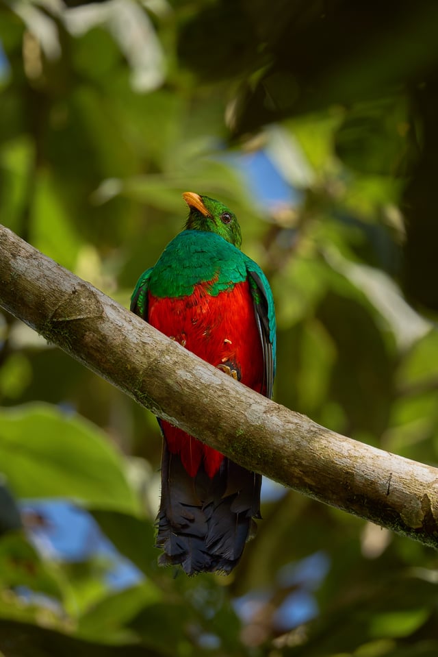 Canon RF 200-800mm f6.3-9 IS USM_Sample Images_Ecuador_1H9A0657-DxO_DeepPRIME 3