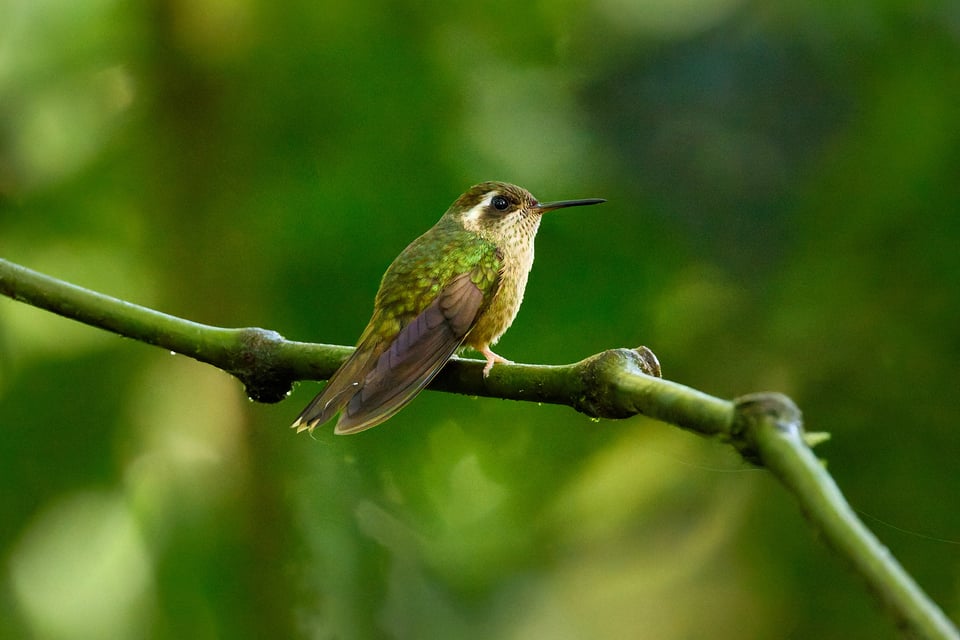 Canon RF 200-800mm f6.3-9 IS USM_Sample Images_Ecuador_1H9A0771-DxO_DeepPRIME 3