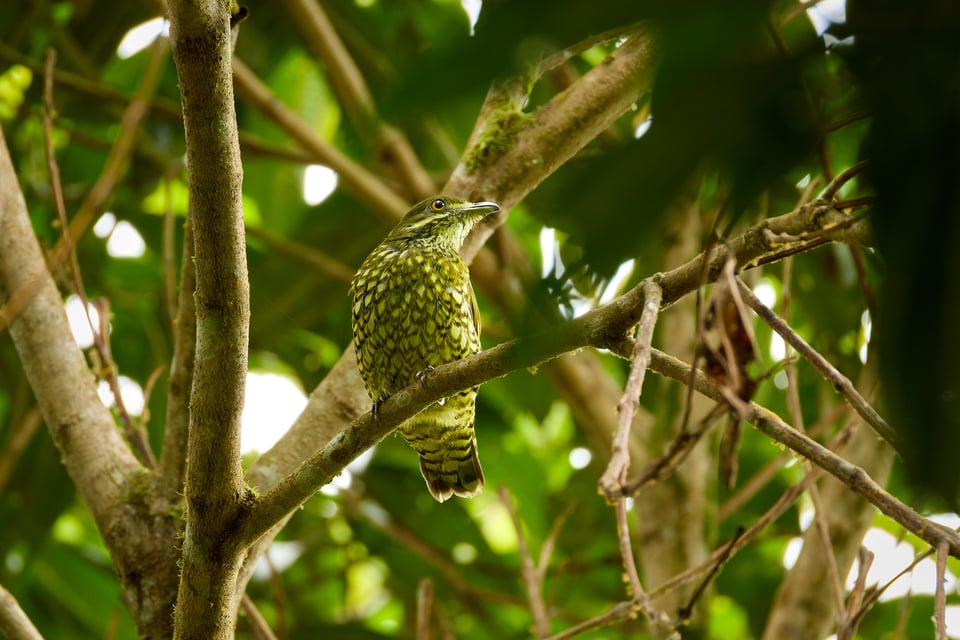 Canon RF 200-800mm f6.3-9 IS USM_Sample Images_Ecuador_1H9A0899-DxO_DeepPRIME 3