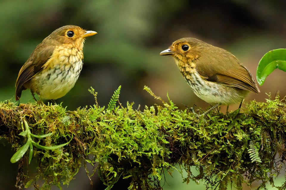Canon RF 200-800mm f6.3-9 IS USM_Sample Images_Ecuador_1H9A1037-DxO_DeepPRIME 3