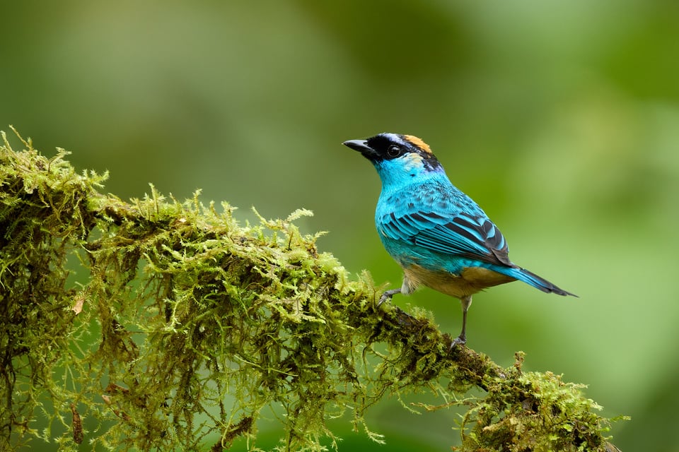 Canon RF 200-800mm f6.3-9 IS USM_Sample Images_Ecuador_1H9A1140-DxO_DeepPRIME 3