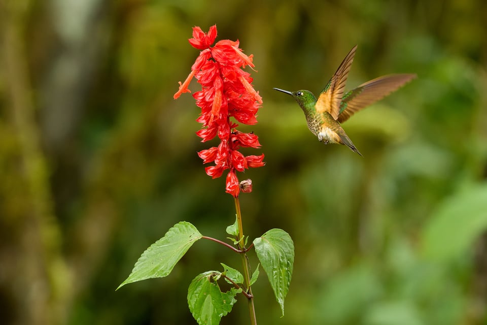 Canon RF 200-800mm f6.3-9 IS USM_Sample Images_Ecuador_1H9A1167-DxO_DeepPRIME 3
