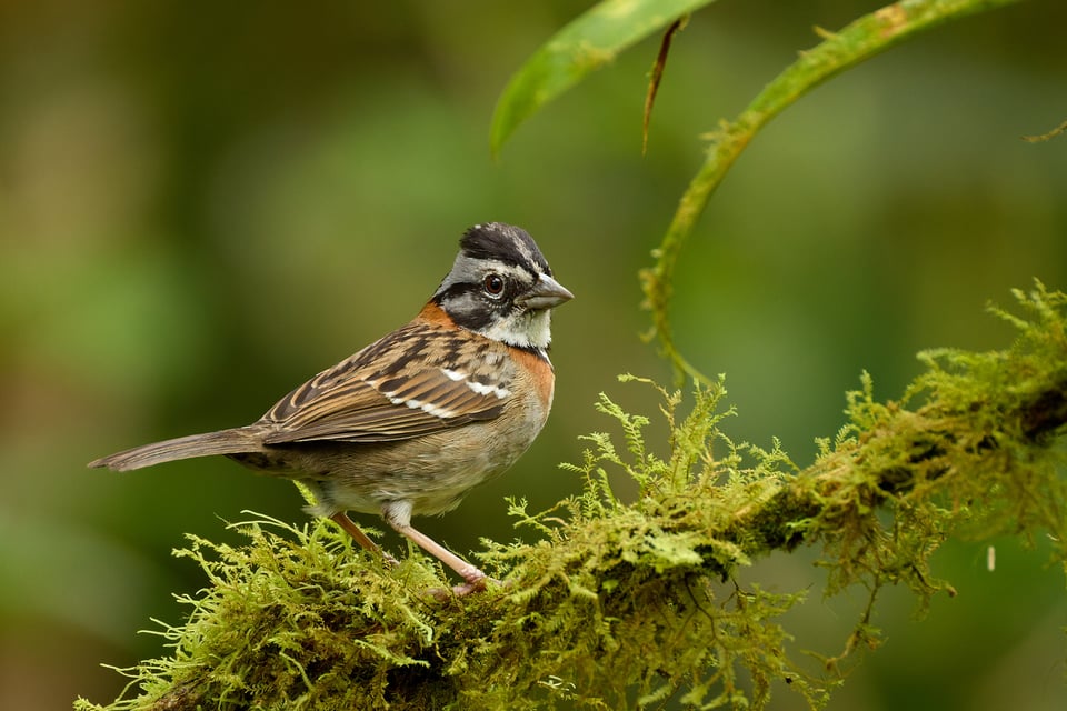 Canon RF 200-800mm f6.3-9 IS USM_Sample Images_Ecuador_1H9A1201-DxO_DeepPRIME 3