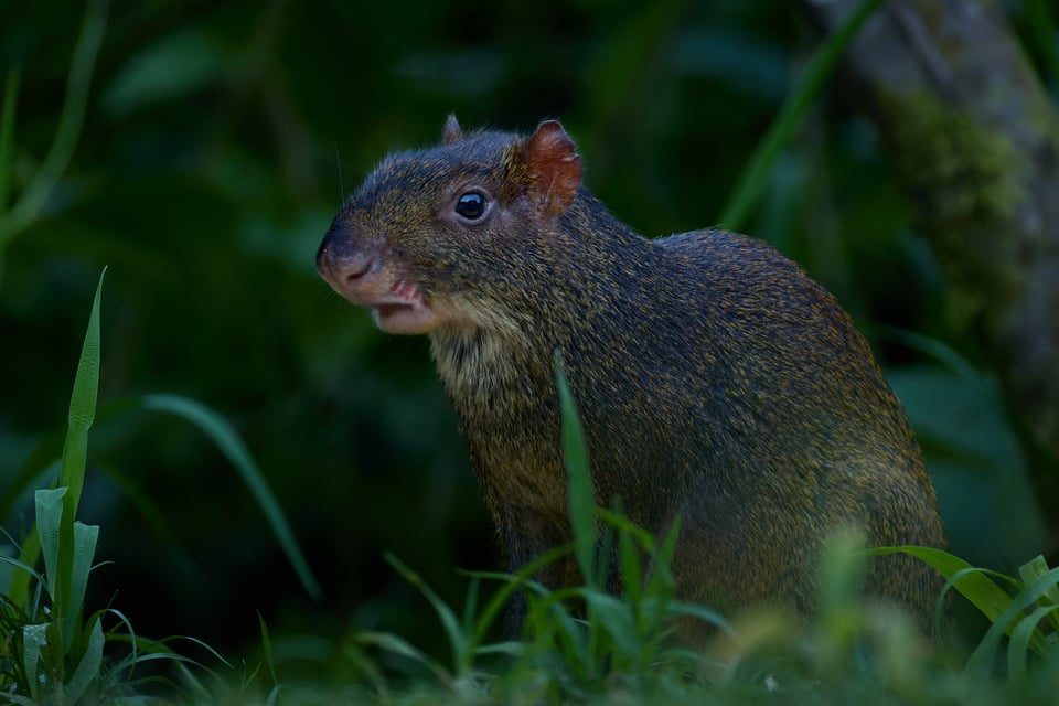 Canon RF 200-800mm f6.3-9 IS USM_Sample Images_Ecuador_1H9A1629-DxO_DeepPRIME 3