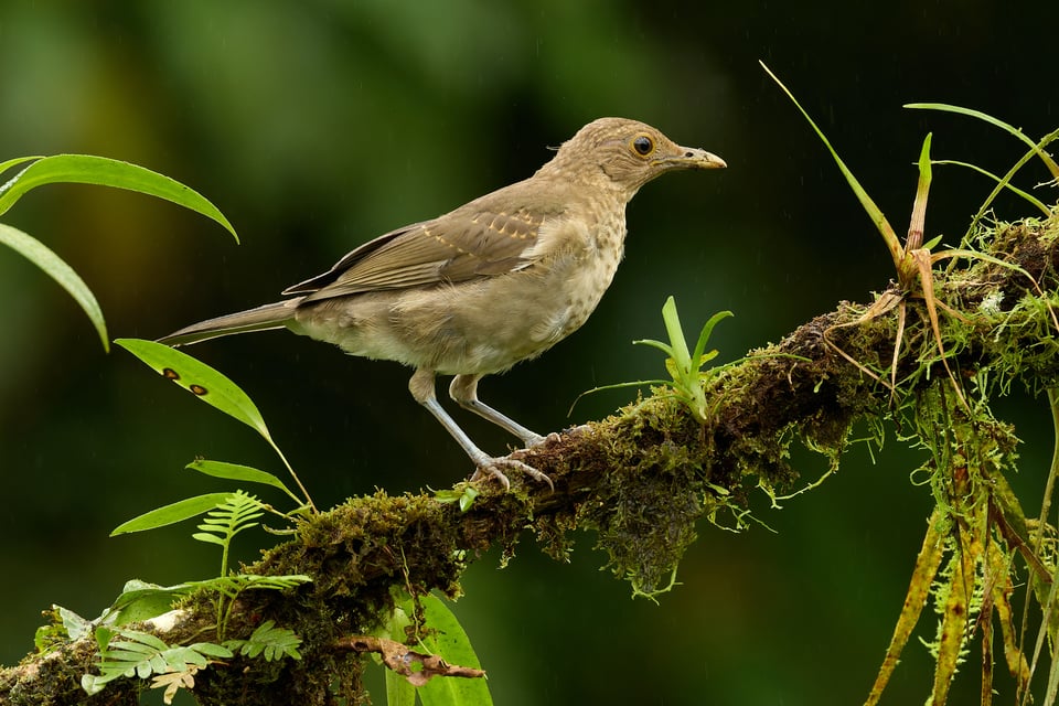 Canon RF 200-800mm f6.3-9 IS USM_Sample Images_Ecuador_1H9A1739-DxO_DeepPRIME 3