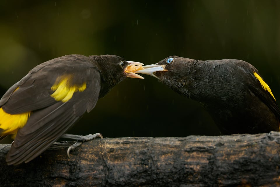 Canon RF 200-800mm f6.3-9 IS USM_Sample Images_Ecuador_1H9A1840-DxO_DeepPRIME 3