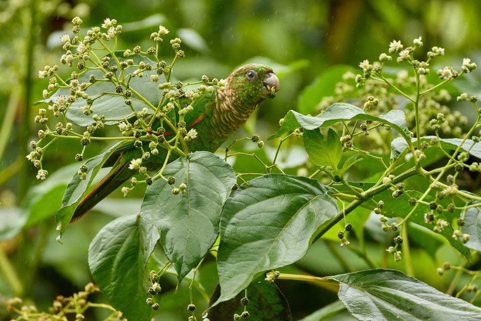 Canon RF 200-800mm f6.3-9 IS USM_Sample Images_Ecuador_1H9A2068-DxO_DeepPRIME 3