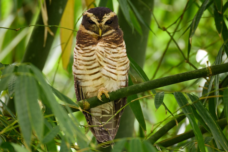 Canon RF 200-800mm f6.3-9 IS USM_Sample Images_Ecuador_1H9A2200-DxO_DeepPRIME 3