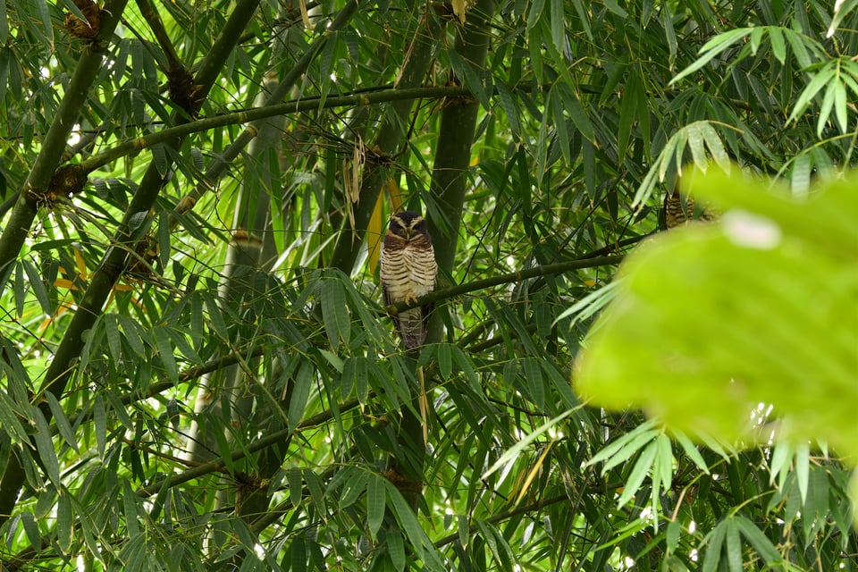 Canon RF 200-800mm f6.3-9 IS USM_Sample Images_Ecuador_1H9A2207-DxO_DeepPRIME 3