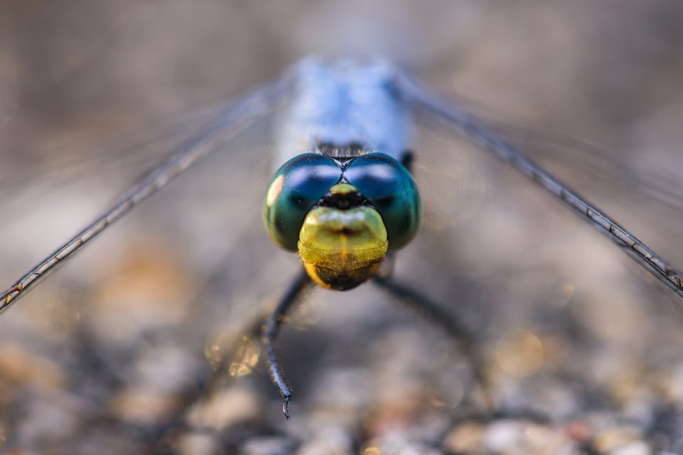 Dragonfly face closeup