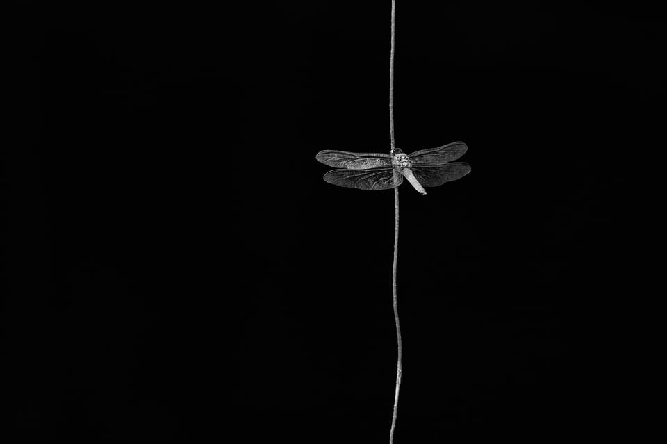 Dragonfly_Ecuador_Amazonia_BW_MFL7869_1