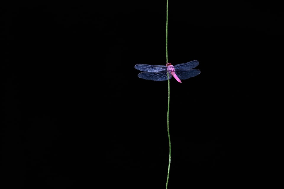 Dragonfly_Ecuador_Amazonia_Color_MFL7869