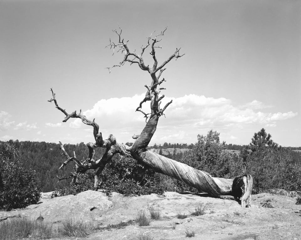 Film article 28