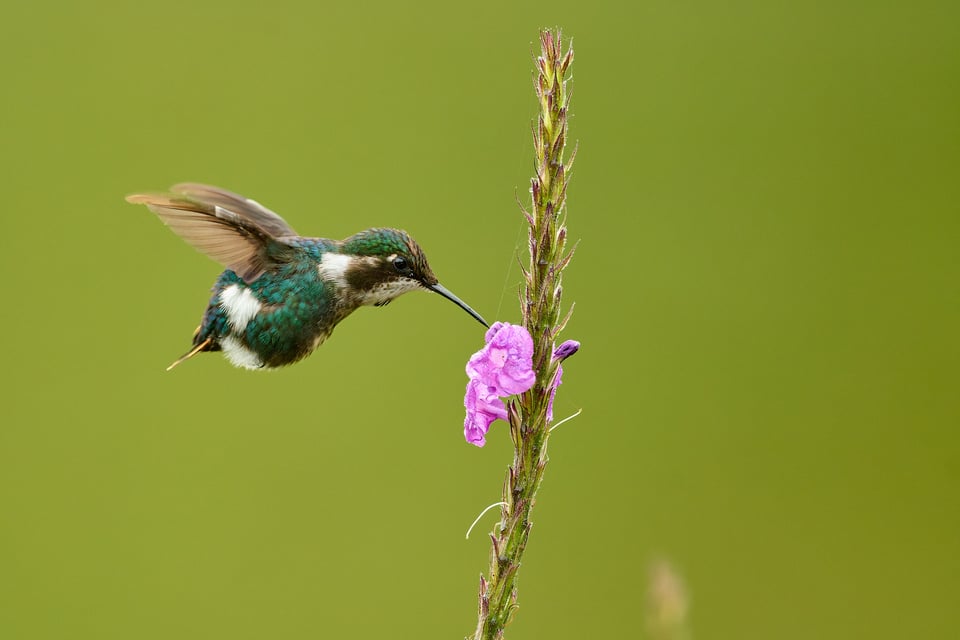 Gorgeted Woodstar_Hummingbird_Ecuador_DSC_1487-DxO_DeepPRIME 3_1