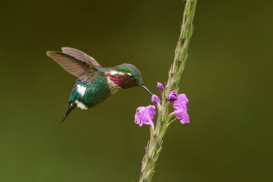 Gorgeted Woodstar_Hummingbird_Ecuador_DSC_1722-DxO_DeepPRIME 3