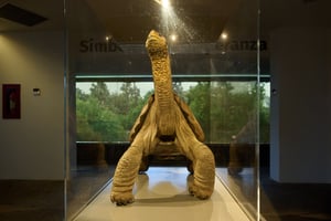 Lonesome George_Galapagos__DSC9582-DxO_DeepPRIME 3