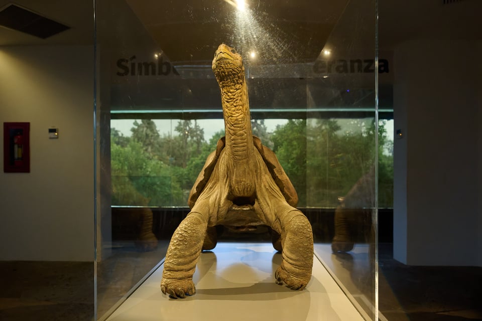 Lonesome George_Galapagos__DSC9582-DxO_DeepPRIME 3