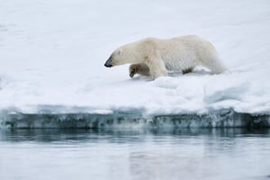 Polar-bear thumbnail