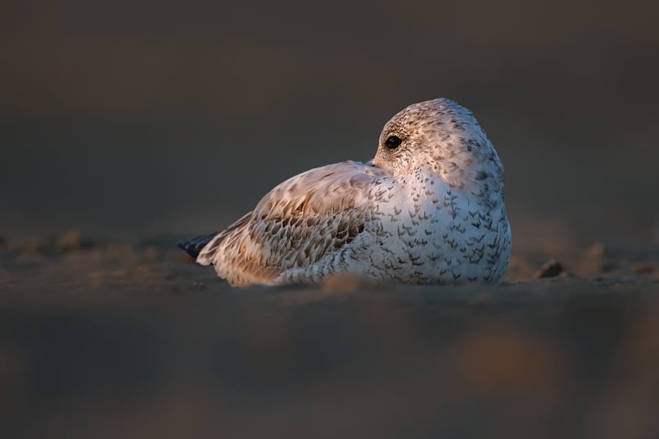 RingBilledBeach_Jason_Polak