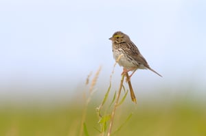 SavannahSparrow_Plains_Jason_Polak