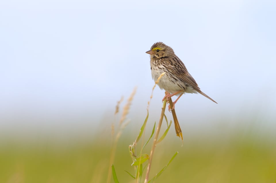 SavannahSparrow_Plains_Jason_Polak