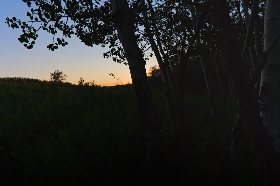 Viltrox_15mmf17_Forest2_Jason_Polak