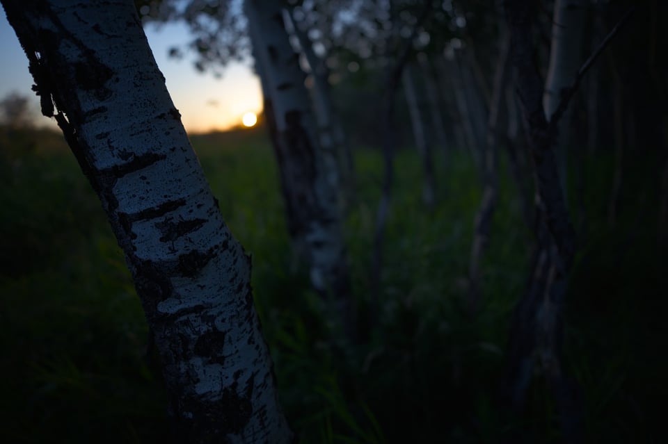 Viltrox_15mmf17_Trees_Jason_Polak