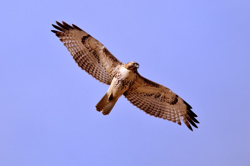 Red-tailed Hawk (Southwestern)