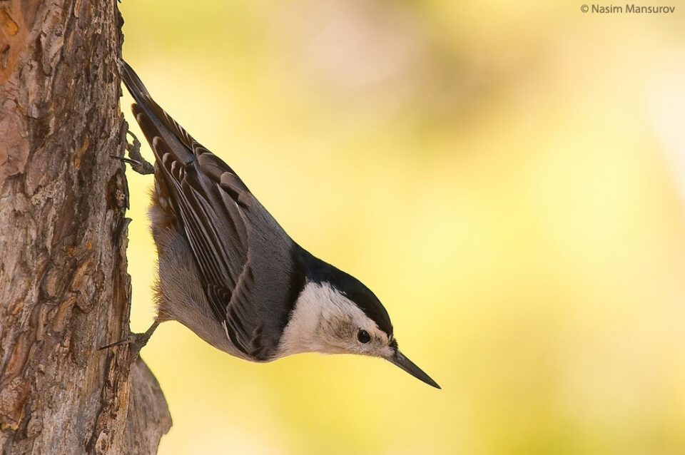 Nuthatch cu pieptul alb