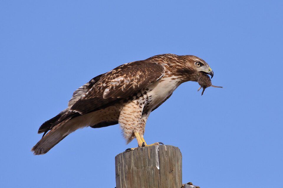 Hawk eating a mouse #1