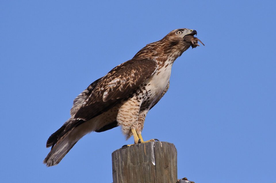 Hawk eating a mouse #2