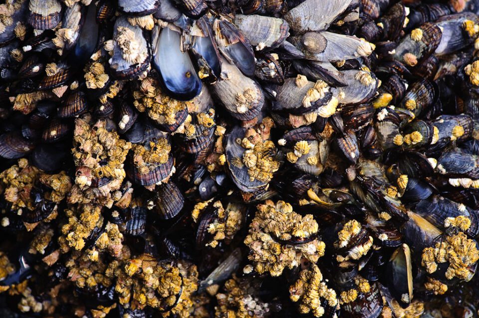 Texture of Mussels