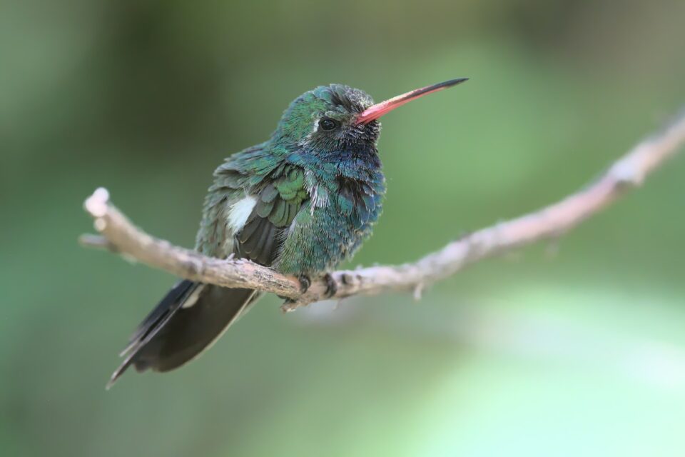 Hummingbird_Arizona_Sanctuary_jpolak