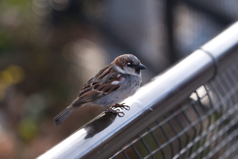 Moineau domestique