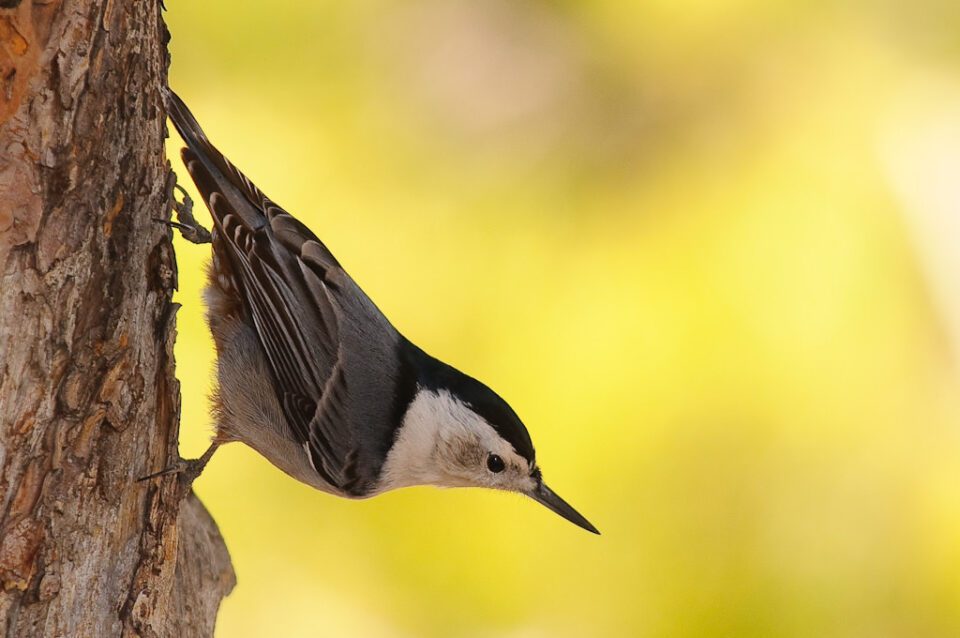 Capturado com Nikon 70-200mm VR