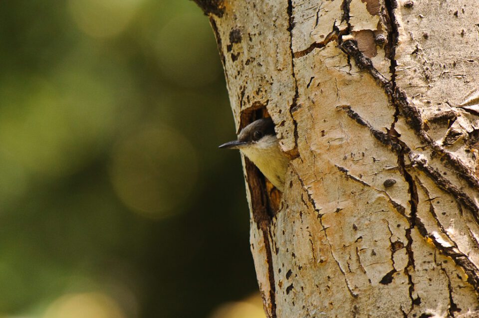 Capturée avec Nikon 300mm f/4.0 AF-S + TC 14E II