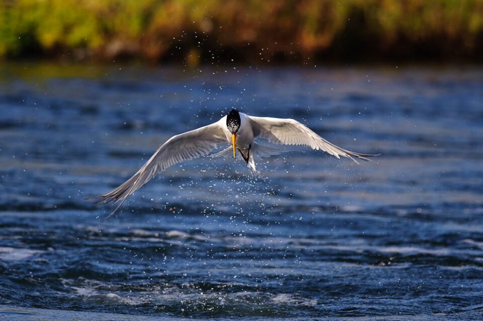 I used a fast shutter speed for this photo, which freezes the motion of the bird in flight and results in a sharp picture.