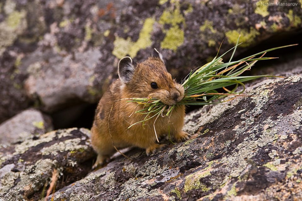 American Pika with Food