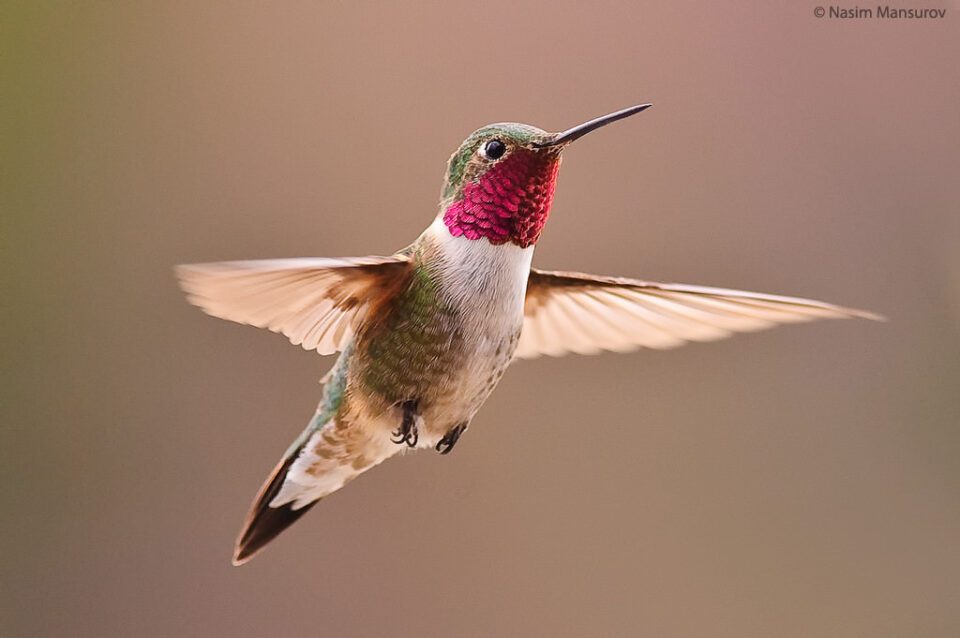 Broad-tailed Hummingbird in flight