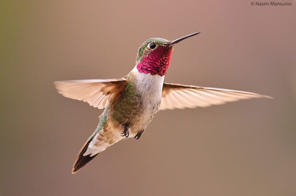 Pasăre colibri cu coadă largă în zbor