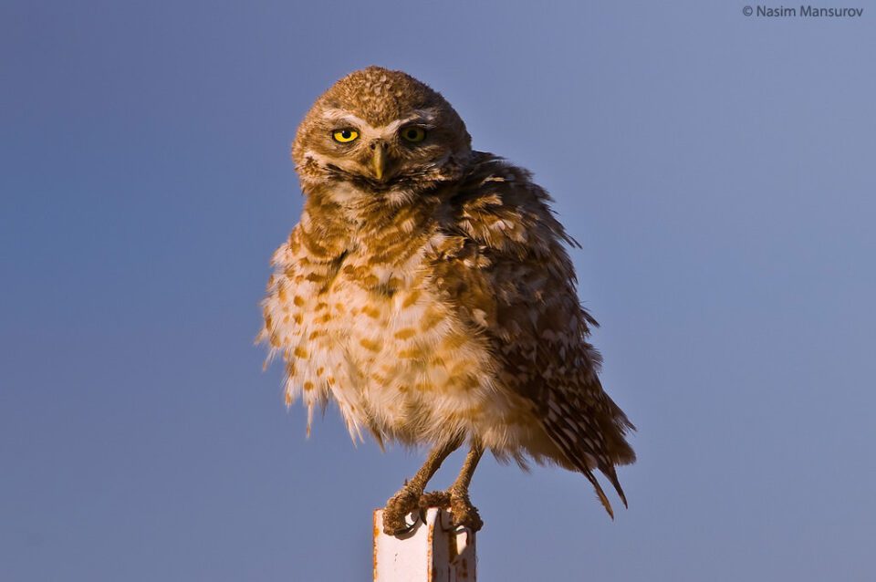 Burrowing Owl