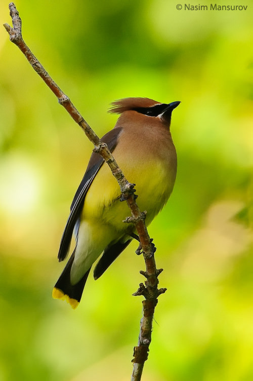 Cedar Waxwing